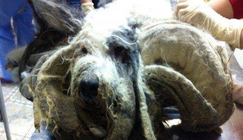 俄罗斯核怪兽爆料事件视频,惊心动魄的核危机真相曝光 第1张 俄罗斯核怪兽爆料事件视频,惊心动魄的核危机真相曝光 第1张